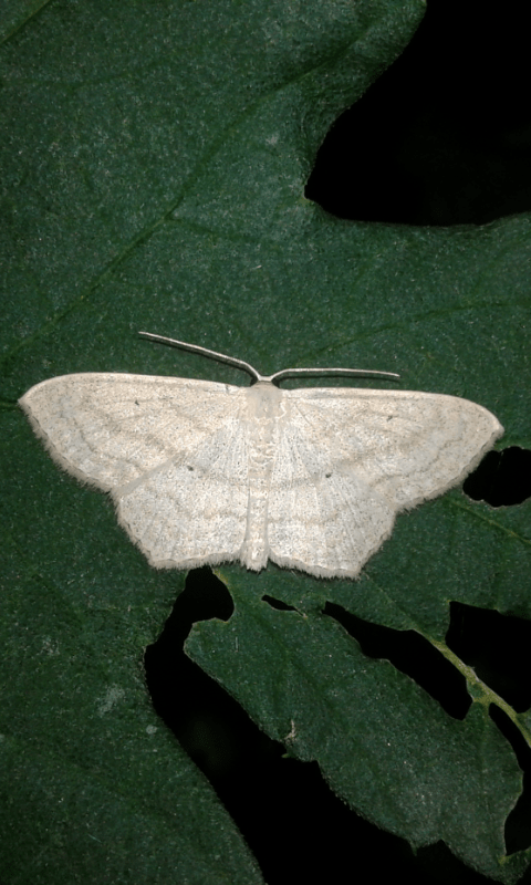 Geometridae : Scopula nigropunctata? S